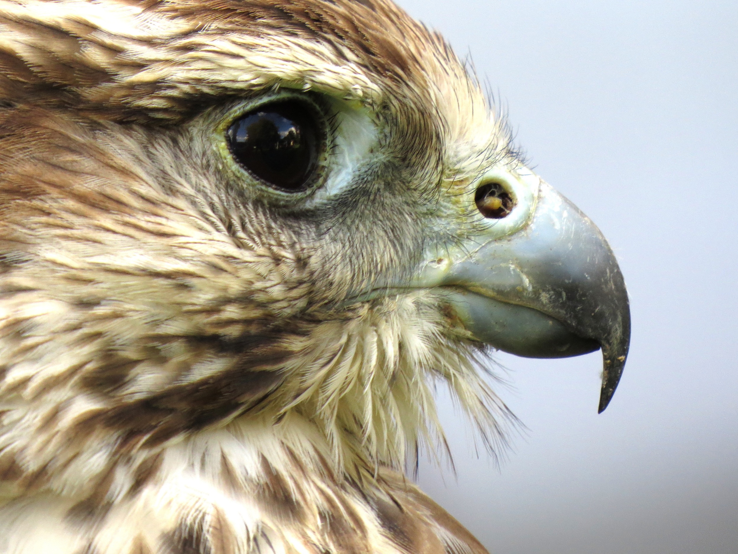 roland kirk eagle profile cW Up.jpeg