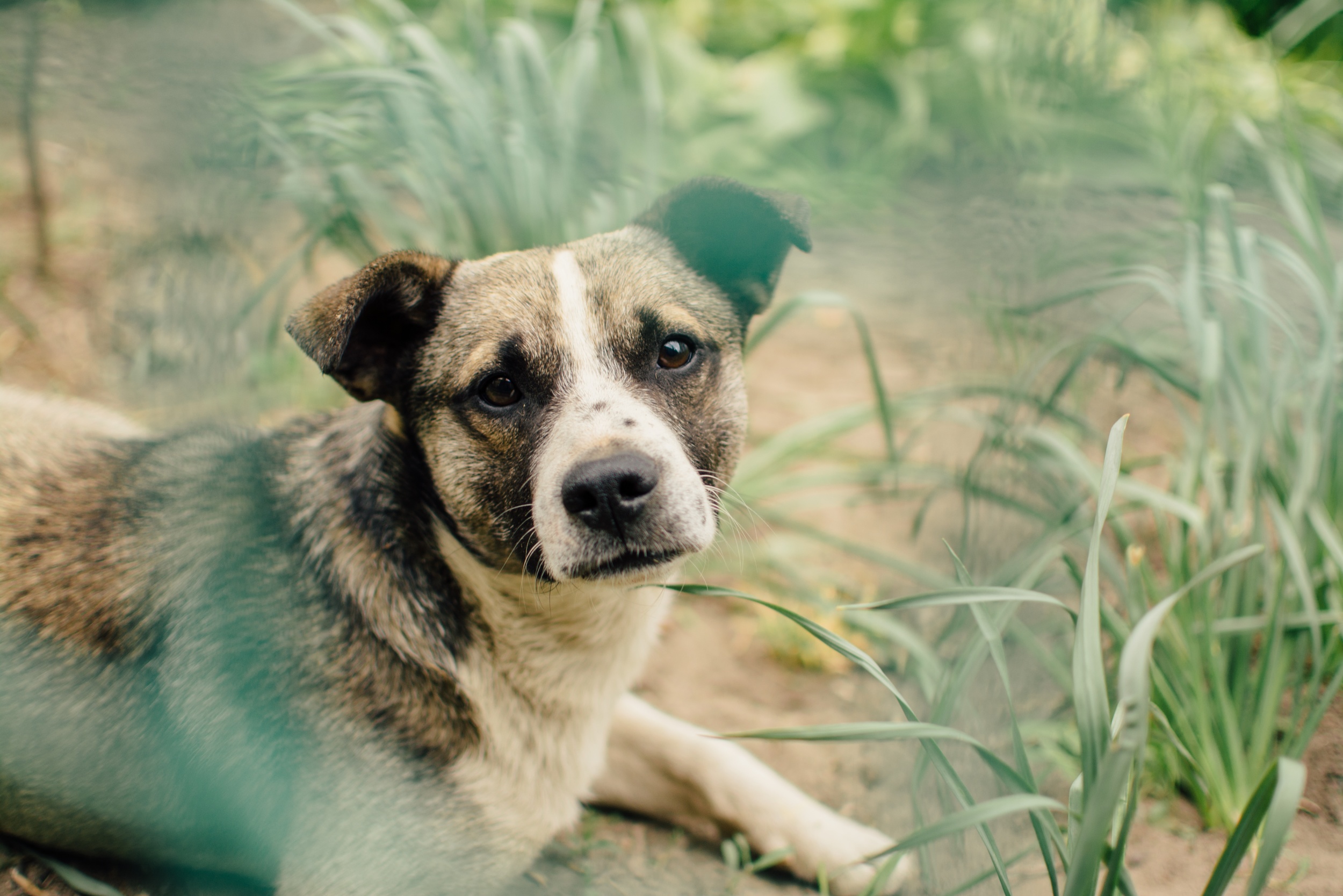 rodion kutsaev dog sad Up cW.jpeg
