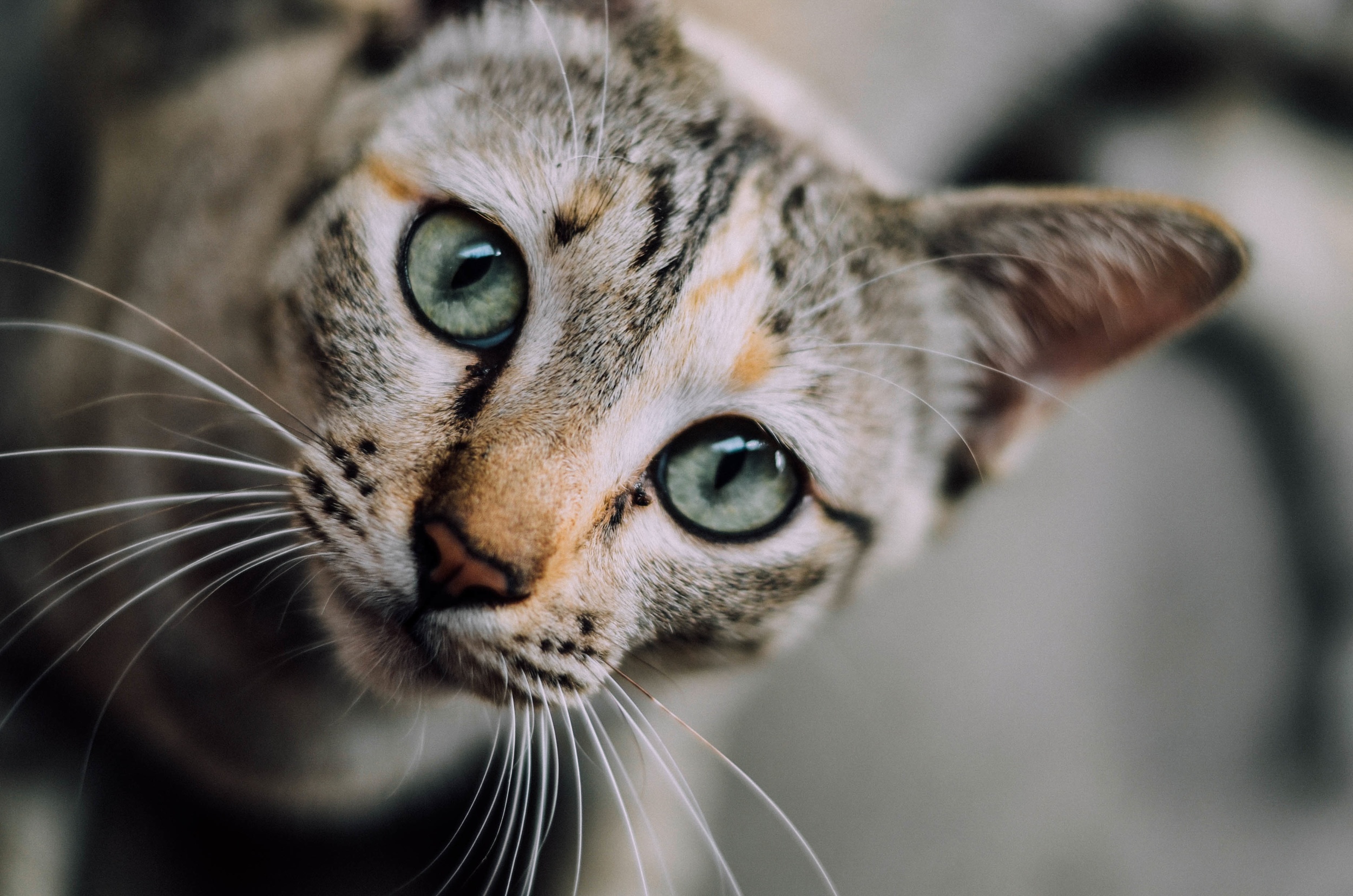 chayaporn thailan cat Up cW.jpeg