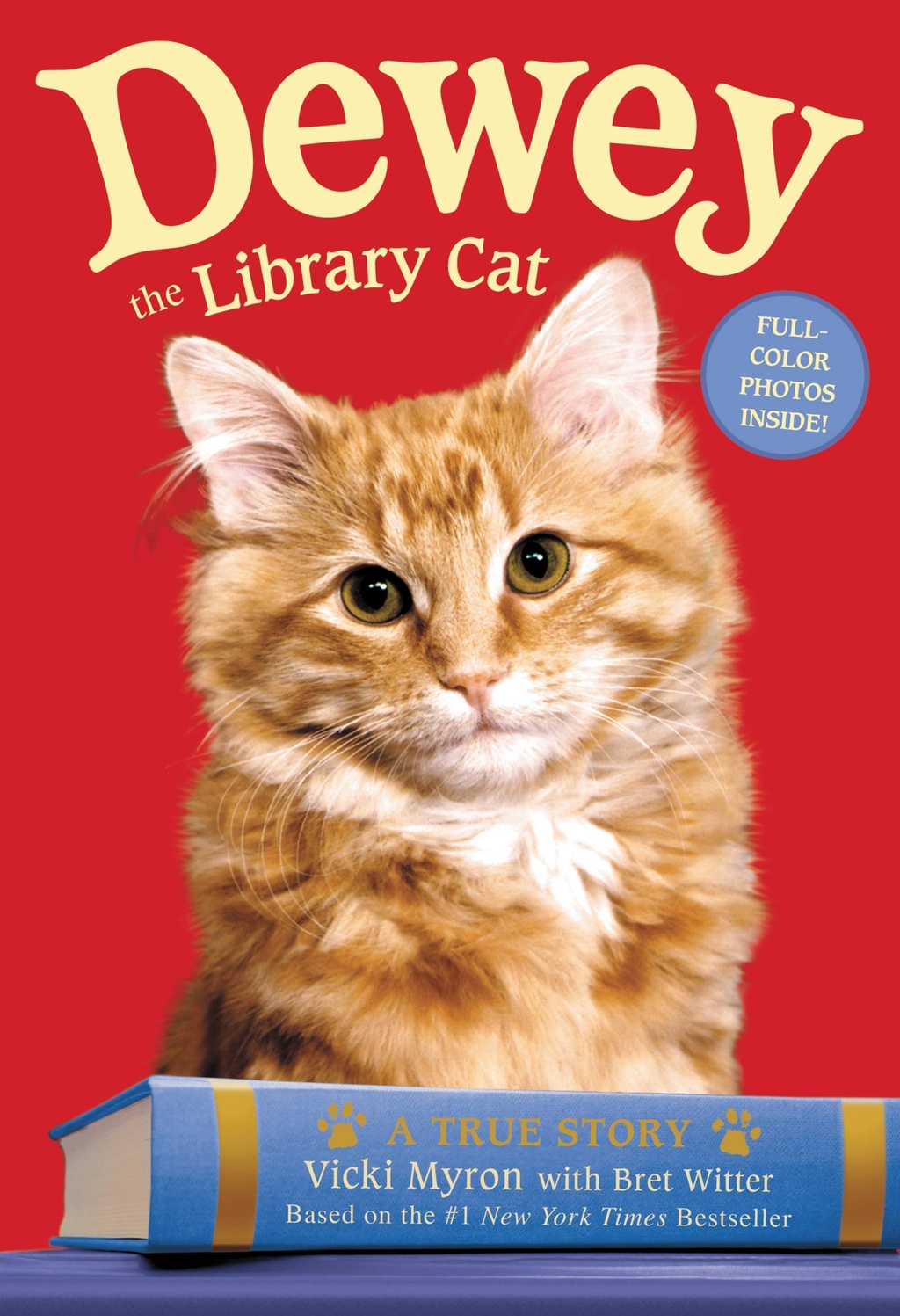 dewey the library cat.jpg