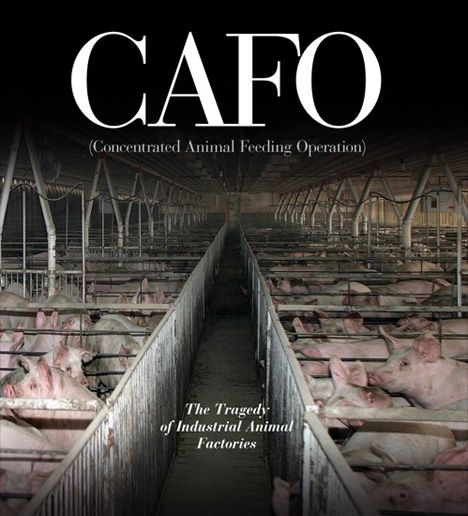 cafo book cover.jpg