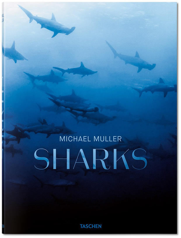 sharks michael mueller.jpg