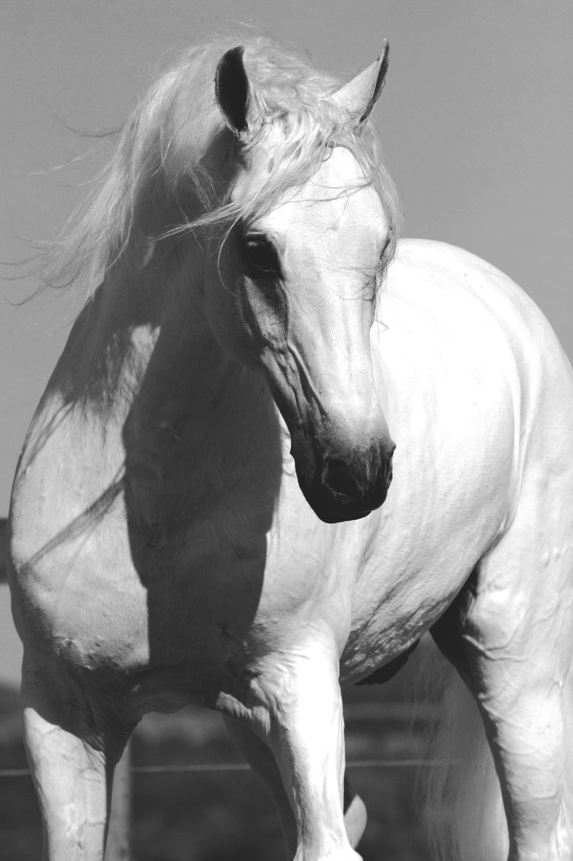 White-Stallion1 for perfect horse book cover.jpg