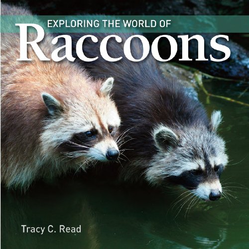 exploring the world of raccoons reid.jpg