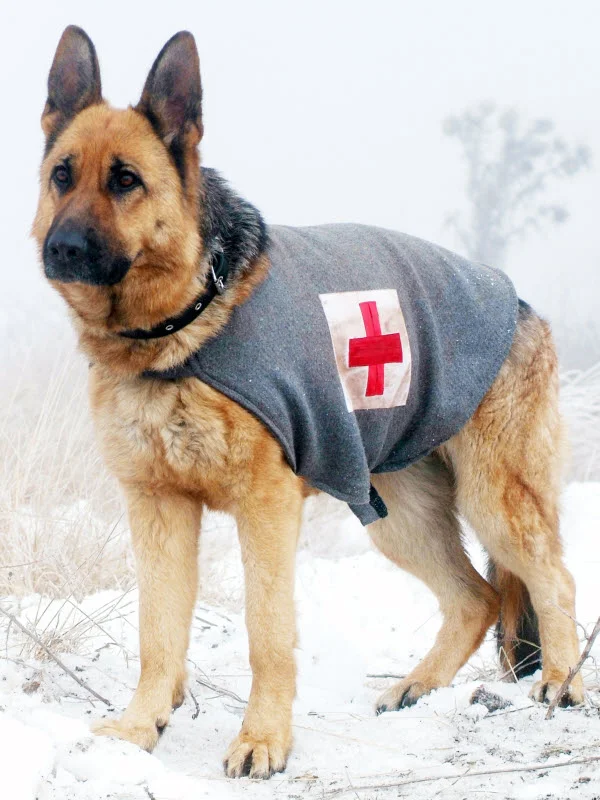 Rin Tin Tin