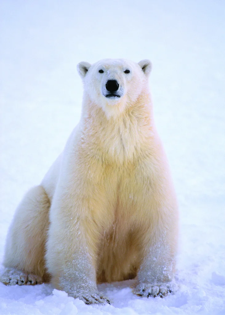Polar Bear Alcatraz