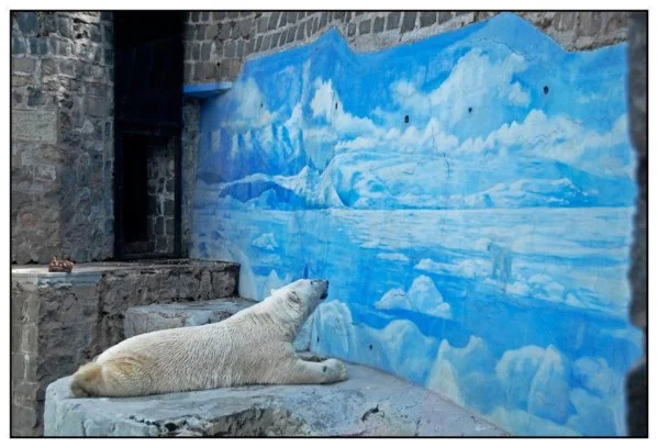 arturo looking at the arctic wide.jpg