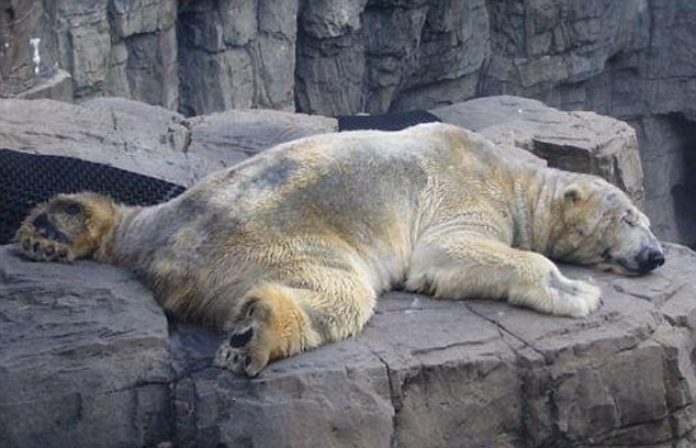 arturo spread out large.jpg