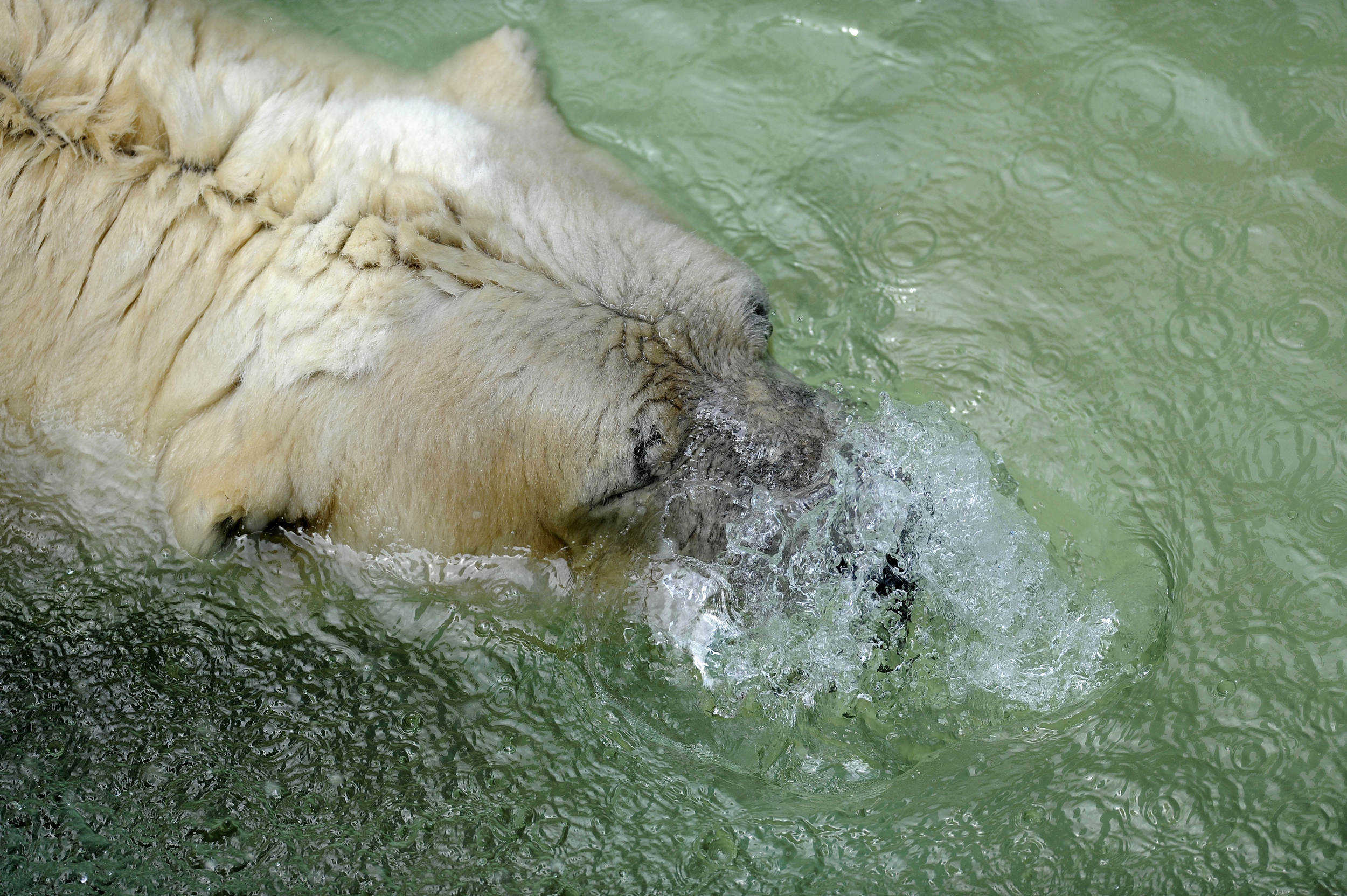 argentina-canada-animals-polar-bear-zoo-1.jpg