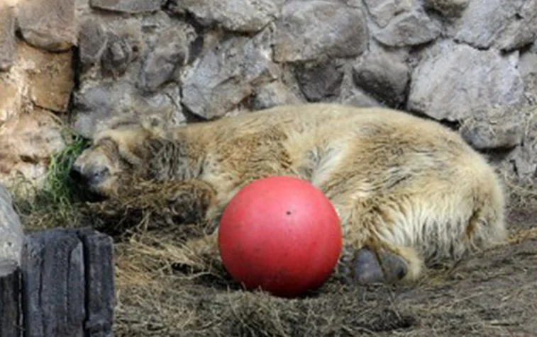 arturo red ball.jpg