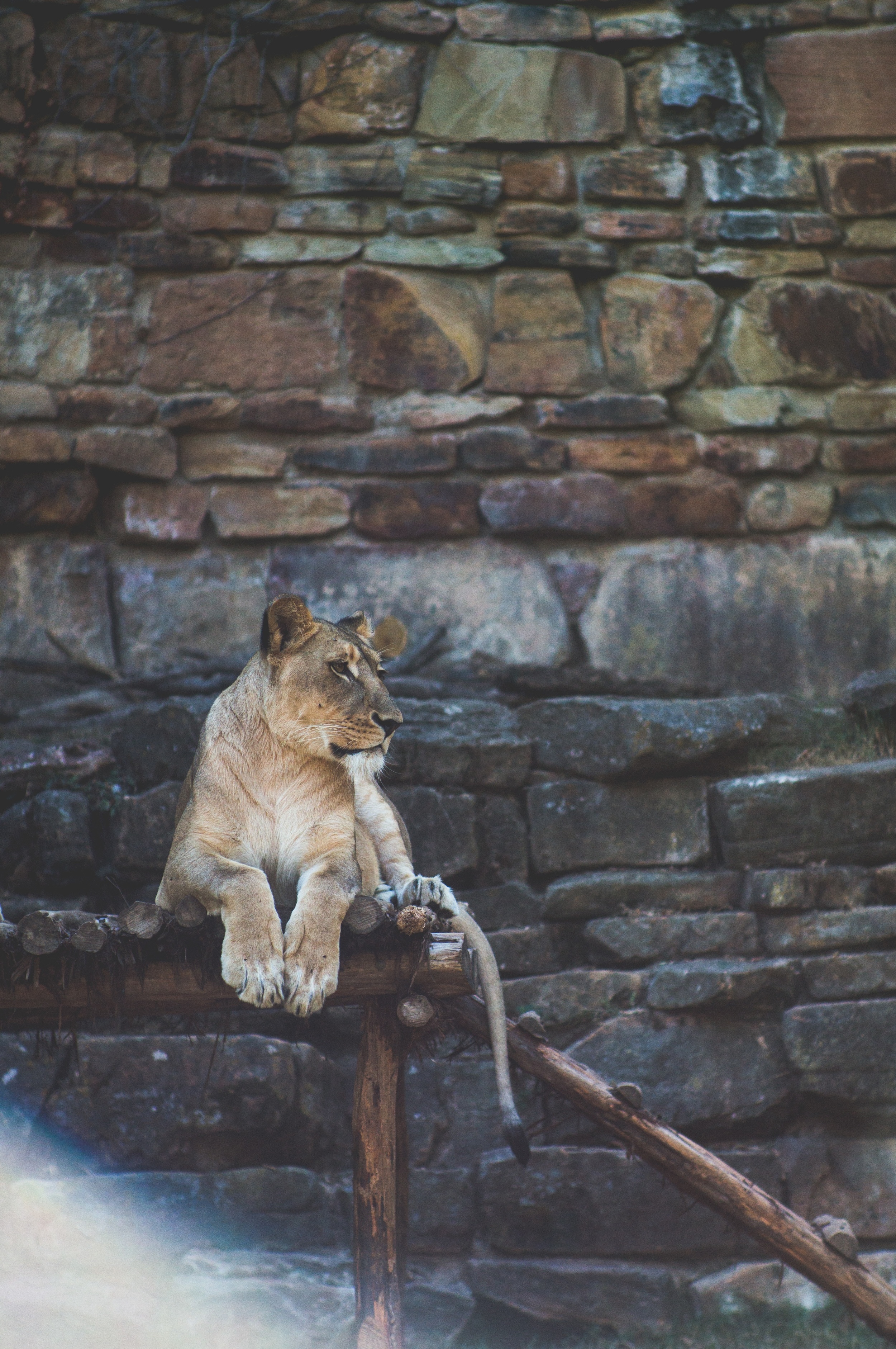 domik lange lion at Fort Worth zoo Up cL.jpeg