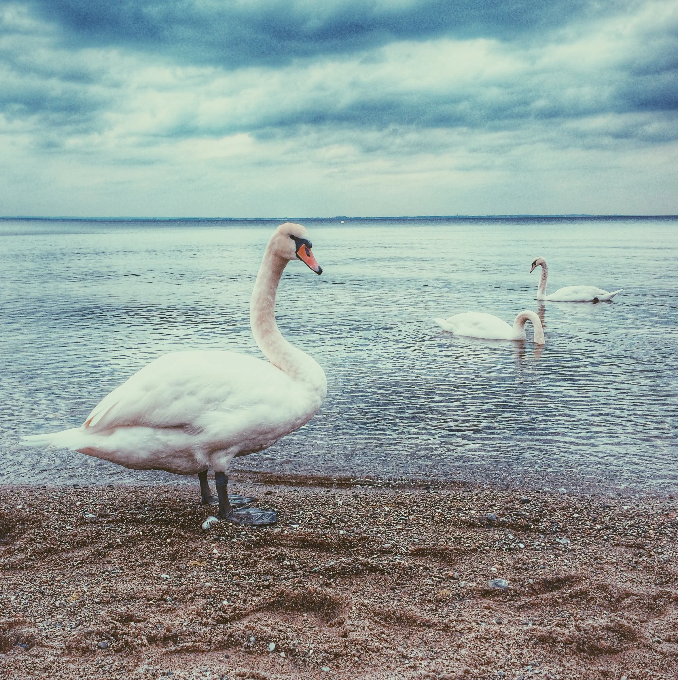 igor kaluia swans on the beach UP cW.jpeg