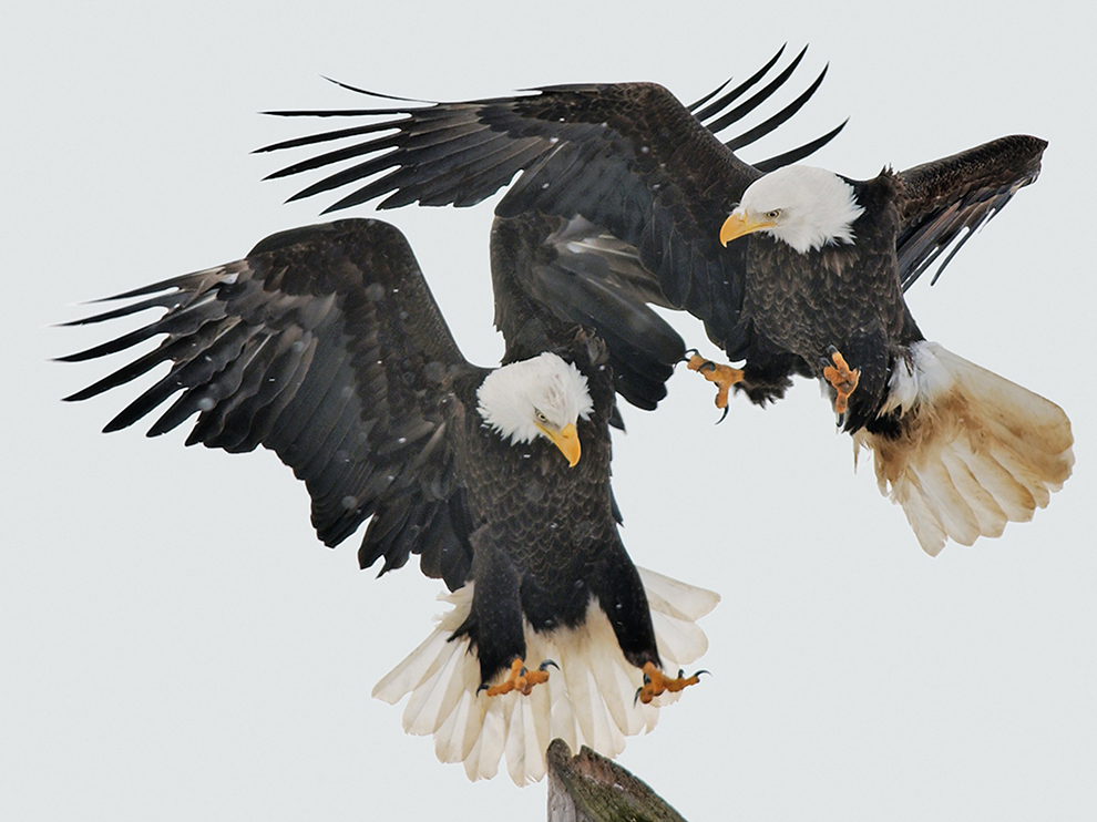 bald eagles national geopgraphic.jpg