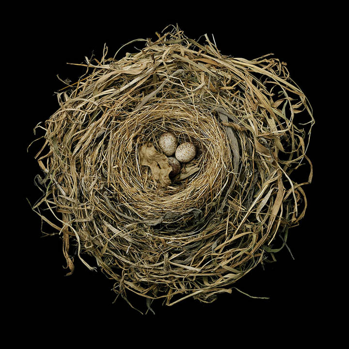 bird-nests-sharon-beals-04.jpg