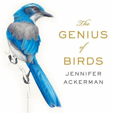 genius of birds jen ackerman square one.jpg