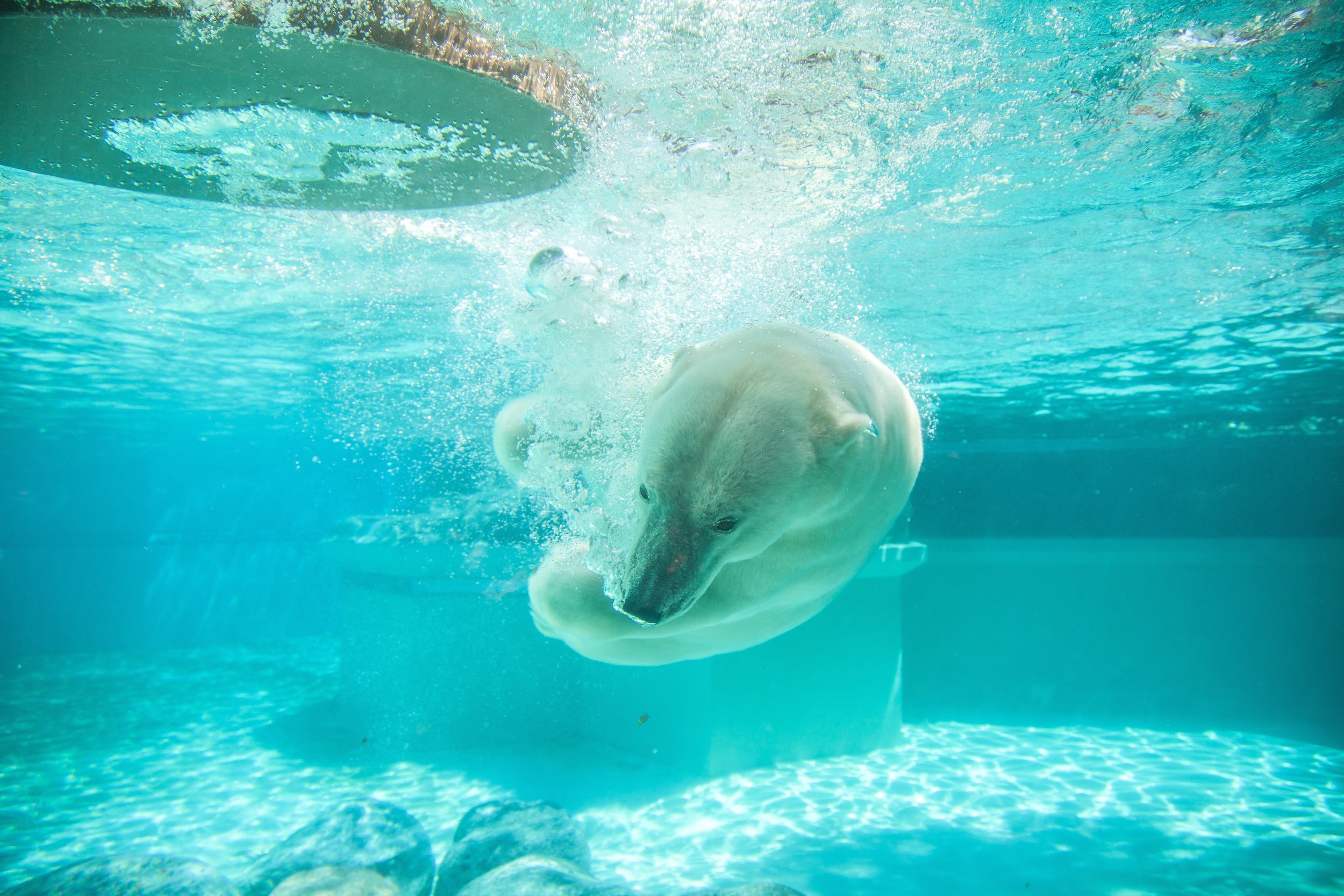matthew mazzei lincolin park zoo chicago Up cW Polar Bear Swim.jpg