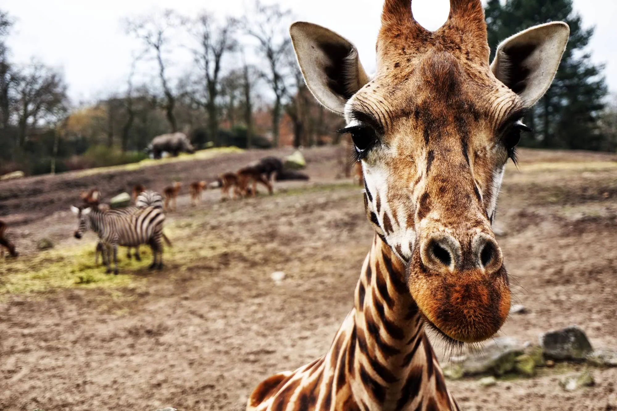 marten ven den heuvel Giraffe detail Netherlands Up cW.jpeg