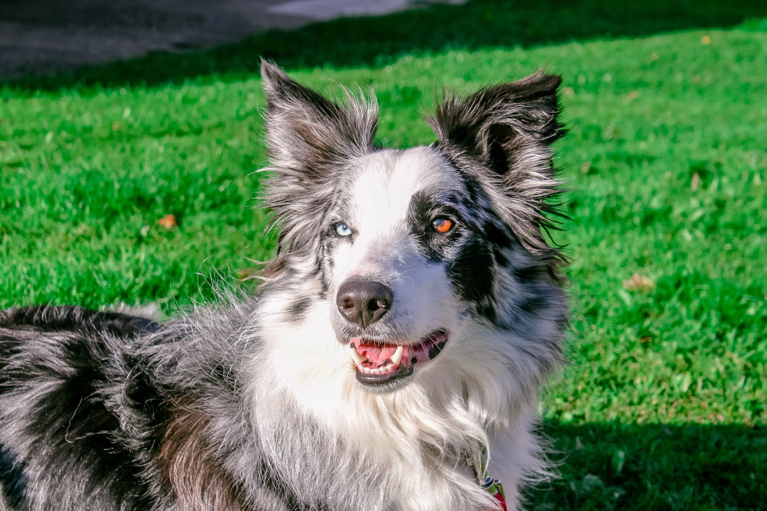 toa-heftiba-Aussie herd dog London UK Up cW.jpg