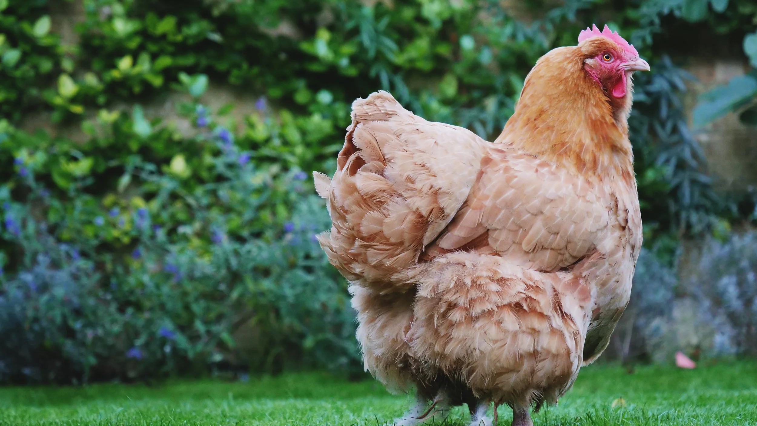 george-walker-French Hen Up cW.jpg