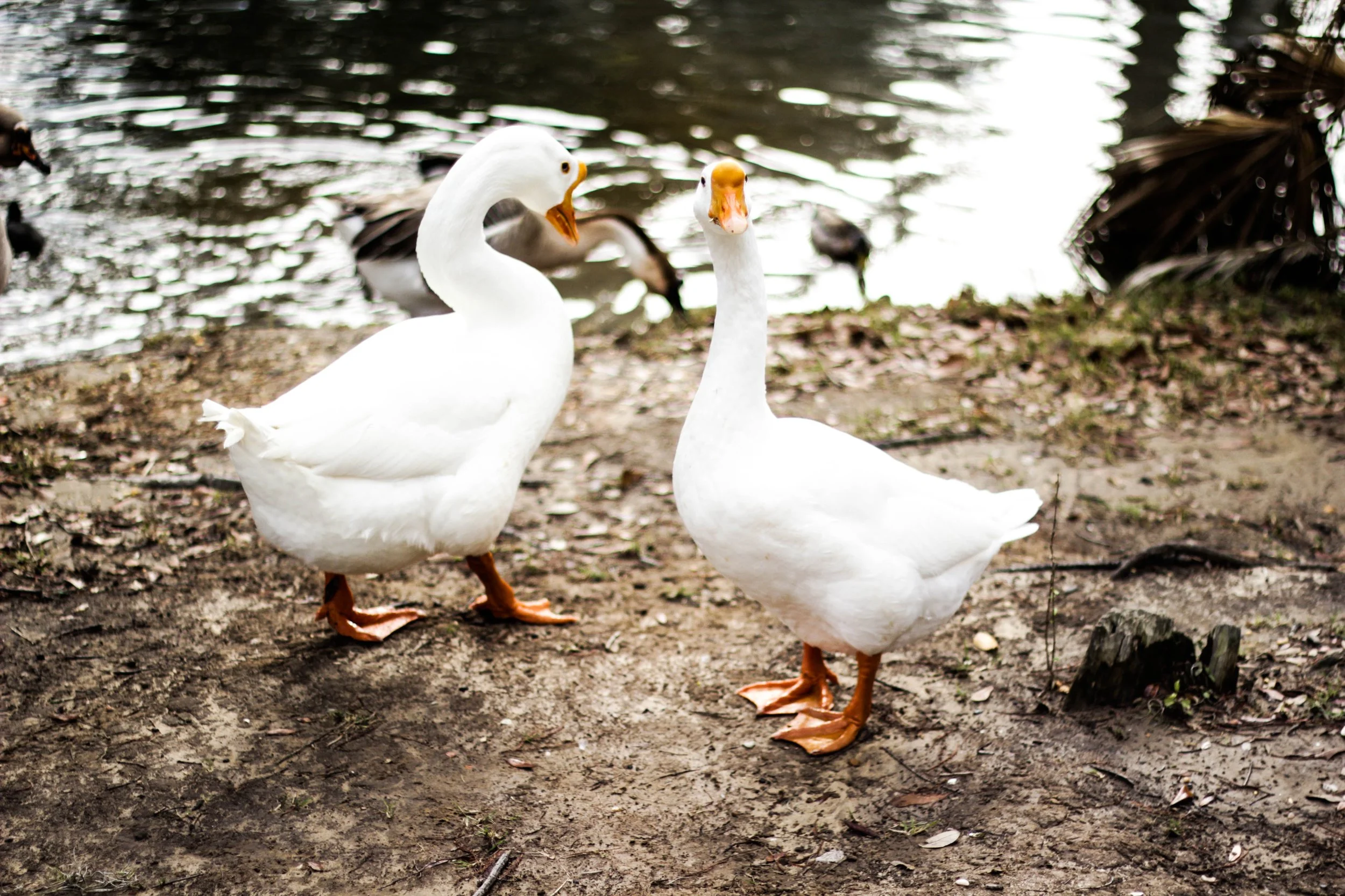 scott-van-daalen two Geese Up cW.jpg