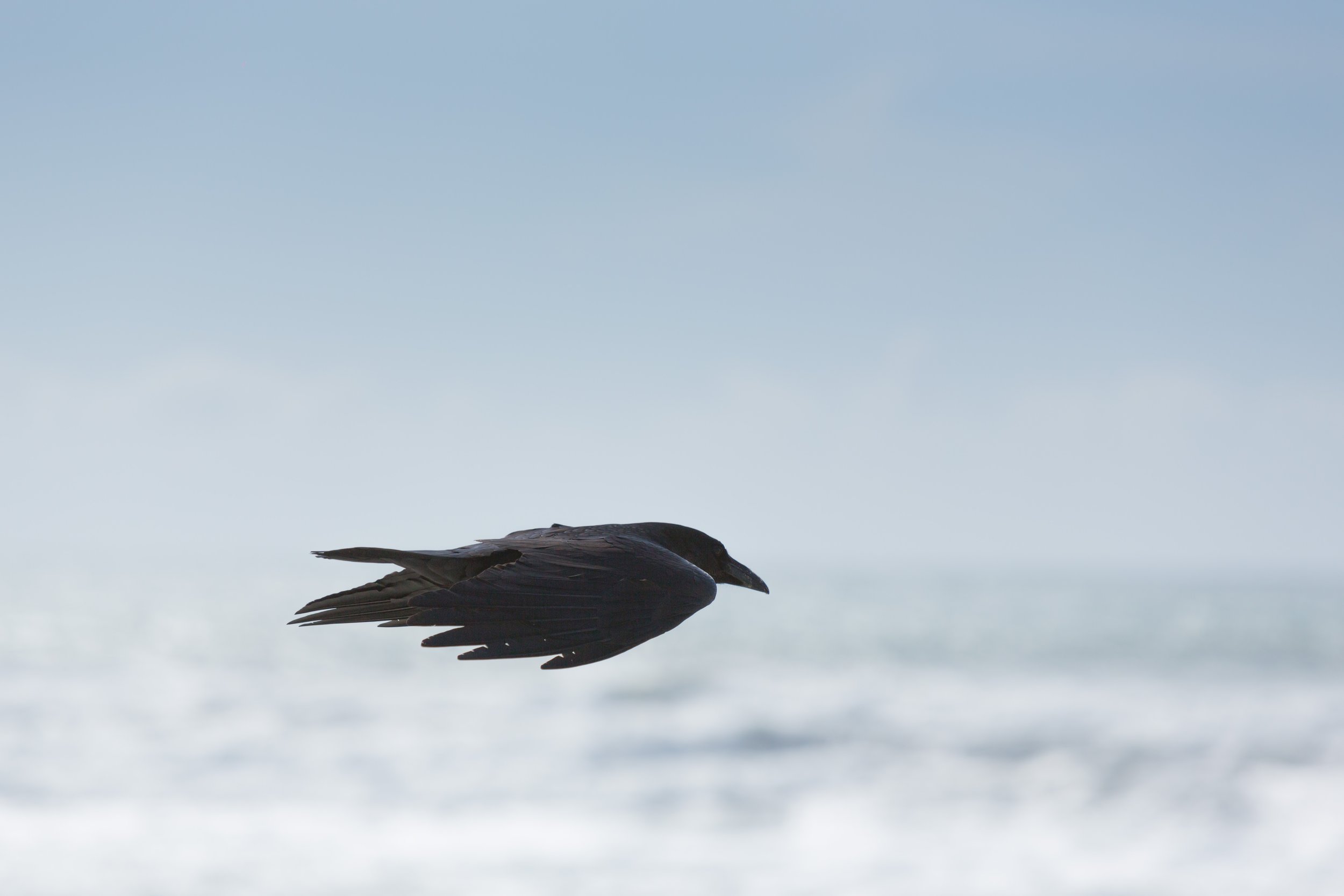 ignacio-giri black bird flying Up cW.jpg