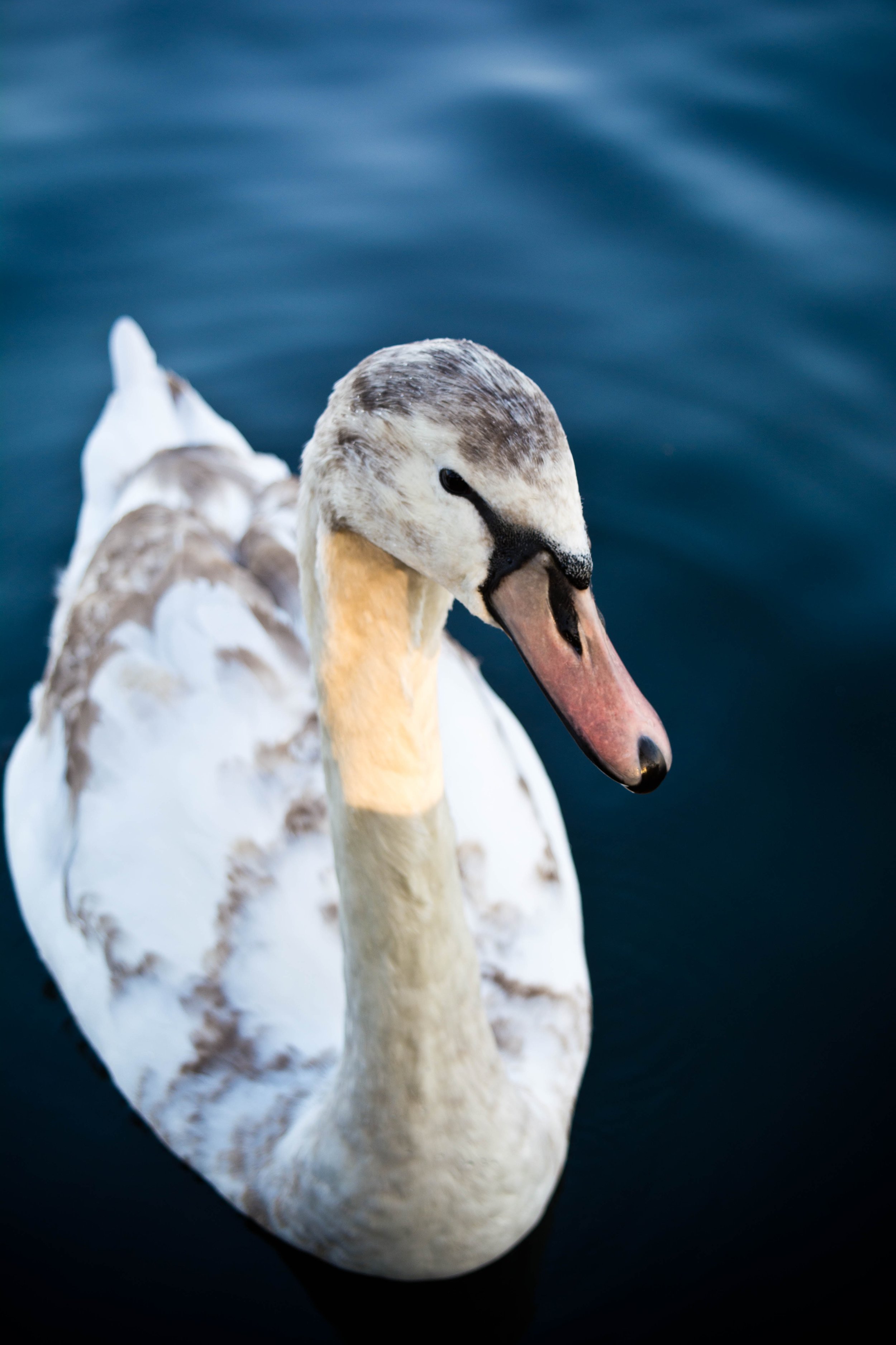 adam-birkett-swan swimming UK Up cW.jpg