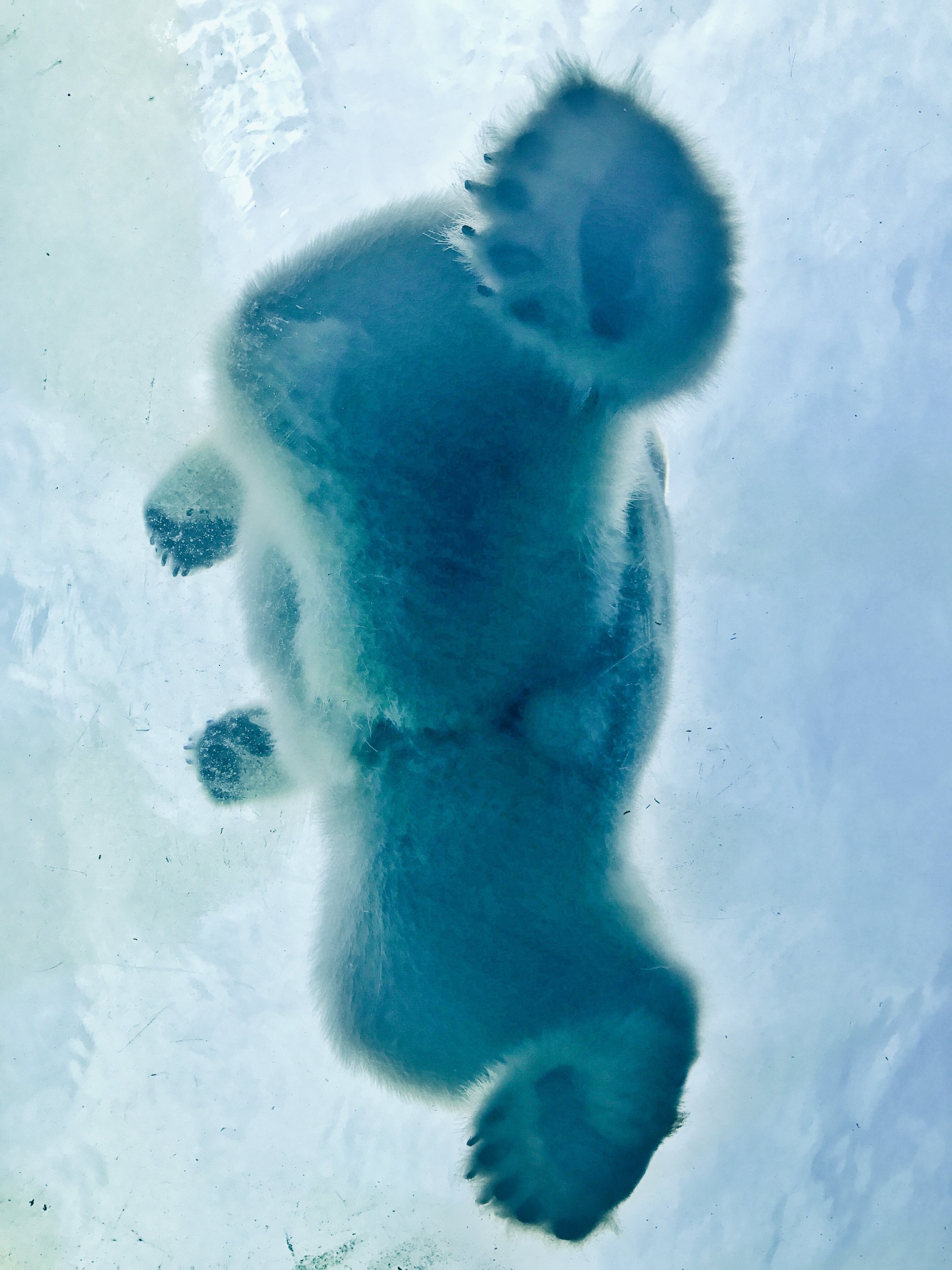 carlos-breton Polar Bear under the Ice Arctic Up cL.jpg