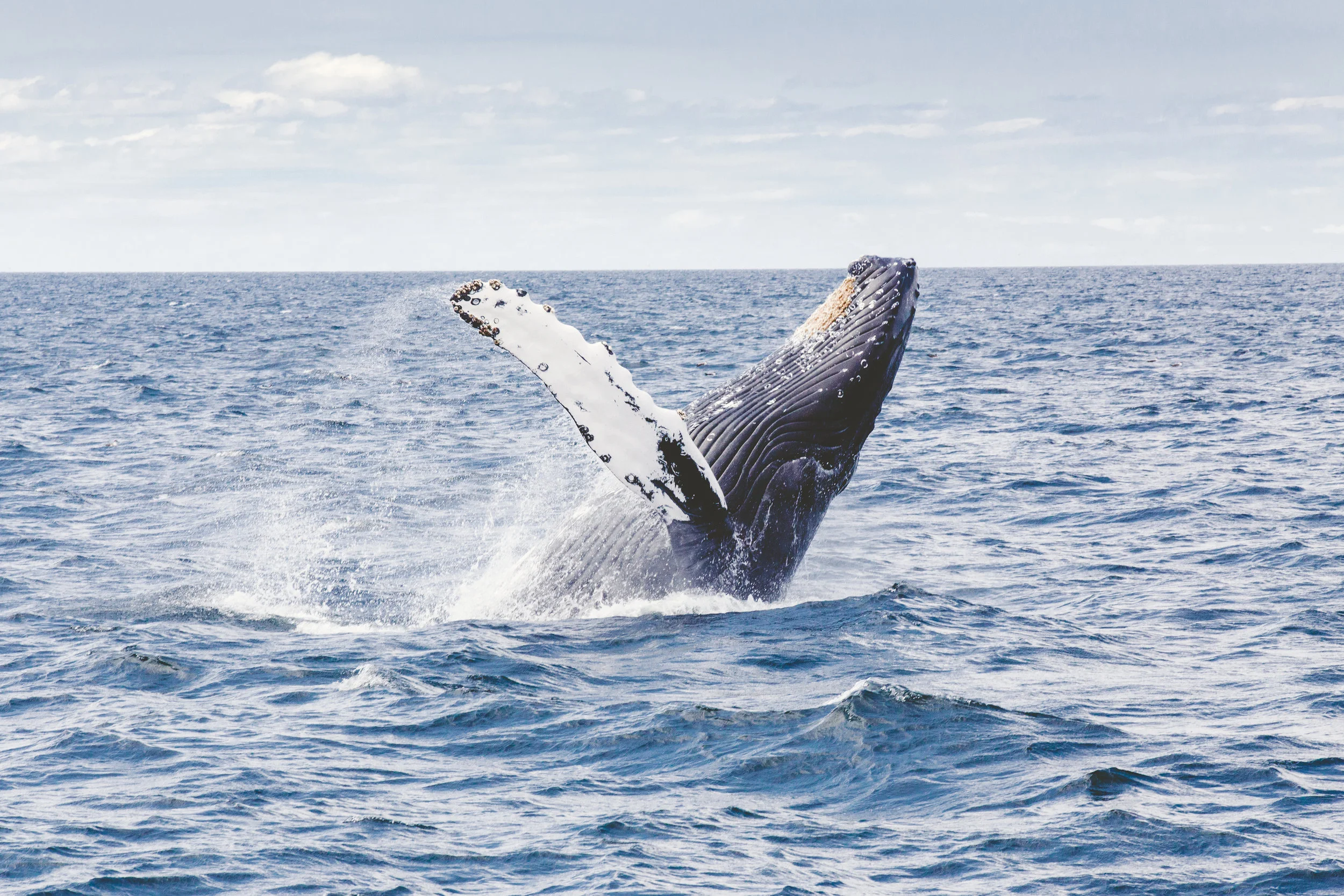 Whale breaching thomas kelley Up cW.jpeg