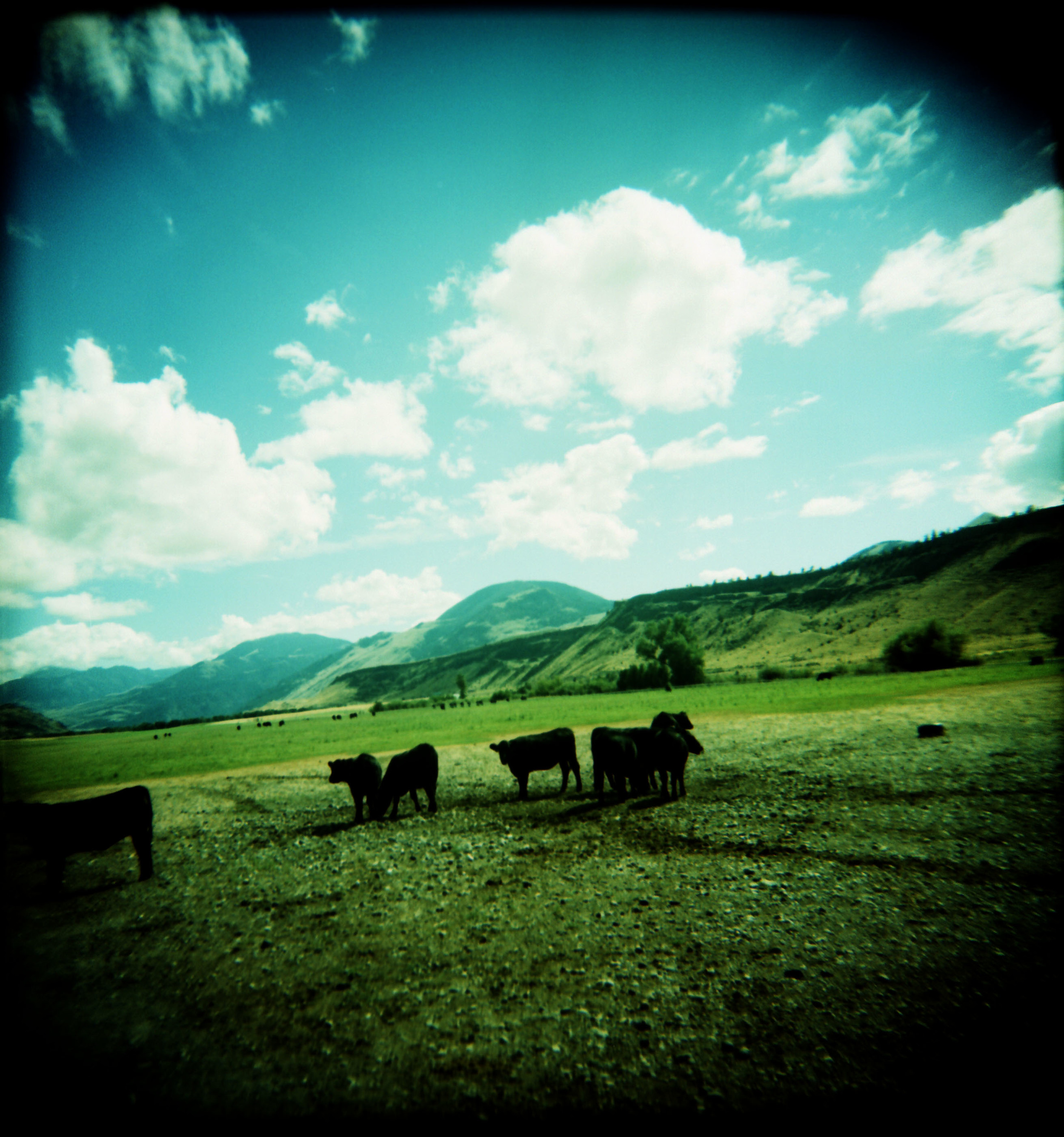 cows 2.jpg