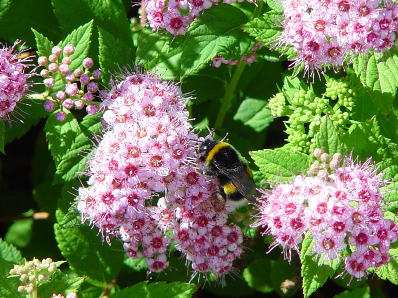 DSC00079_1.jpg