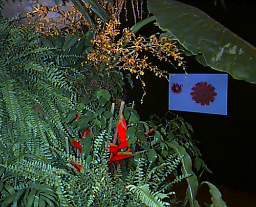 foliagescreen3.jpg