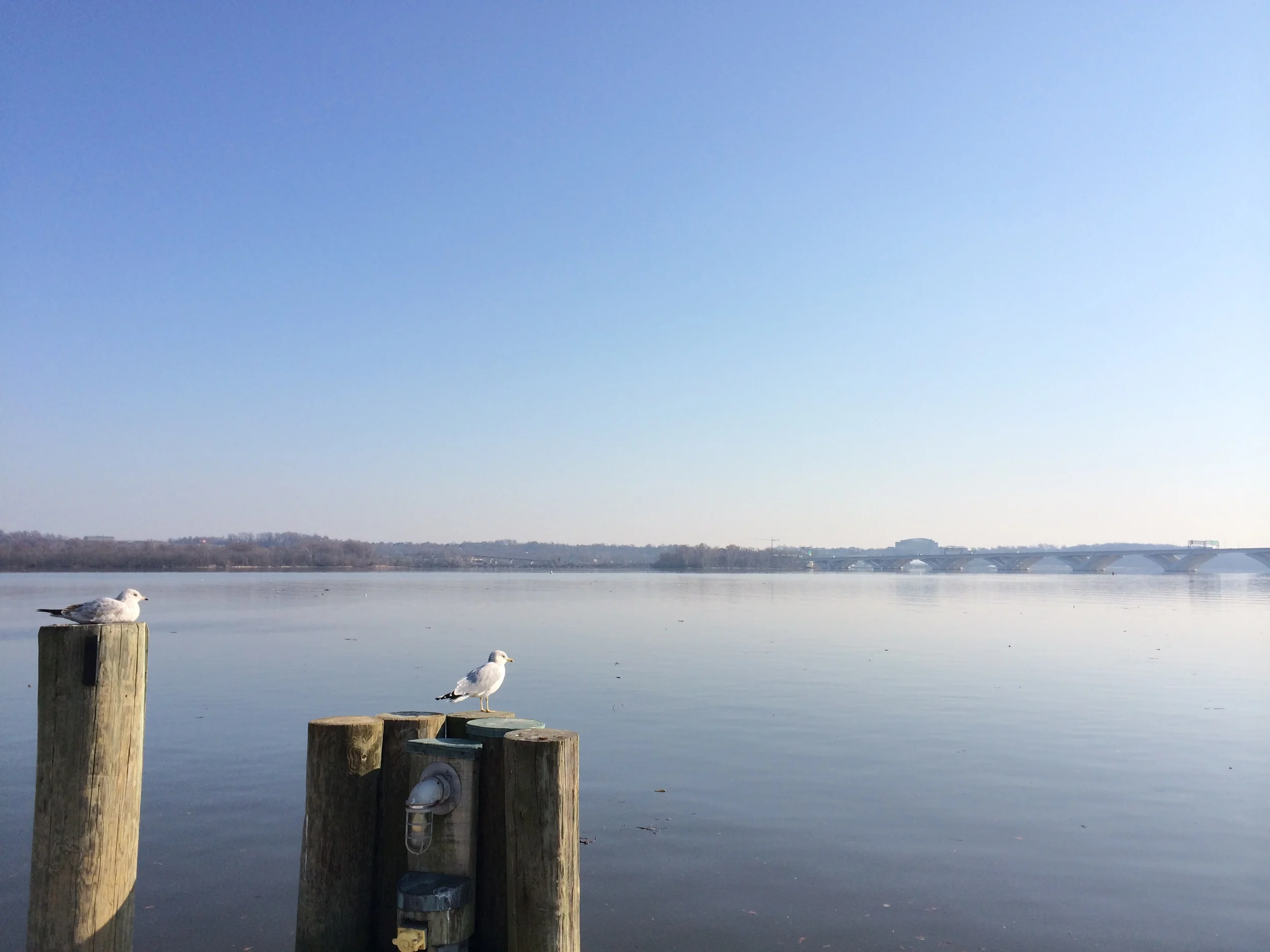 Potomic Gulls.jpg
