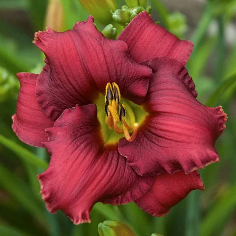 Scott's Daylily Hybridizing Program