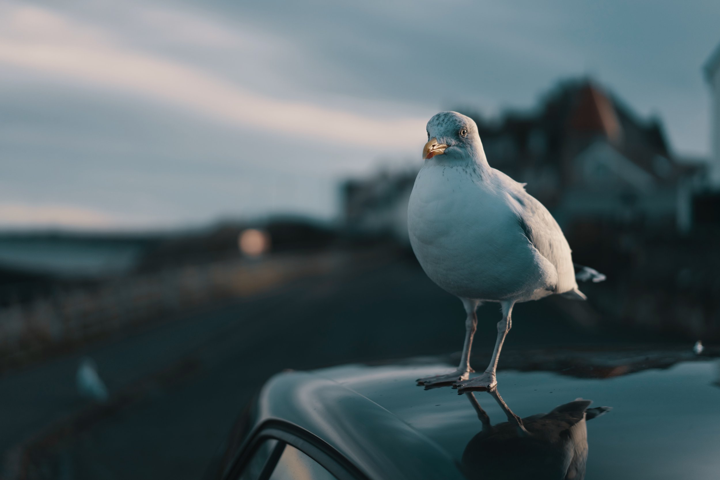 Taking bird. Птица над машиной. Птички и автомобиль. Обои для рабочего стола птичка на машине. Фотоманипуляция автомобиль птица.