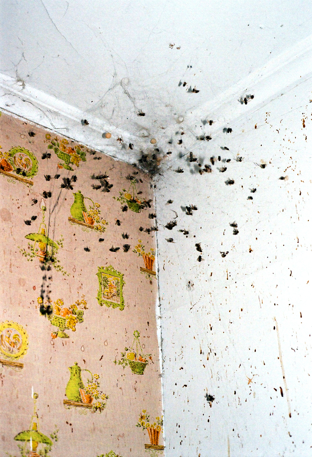 Swarm.jpg