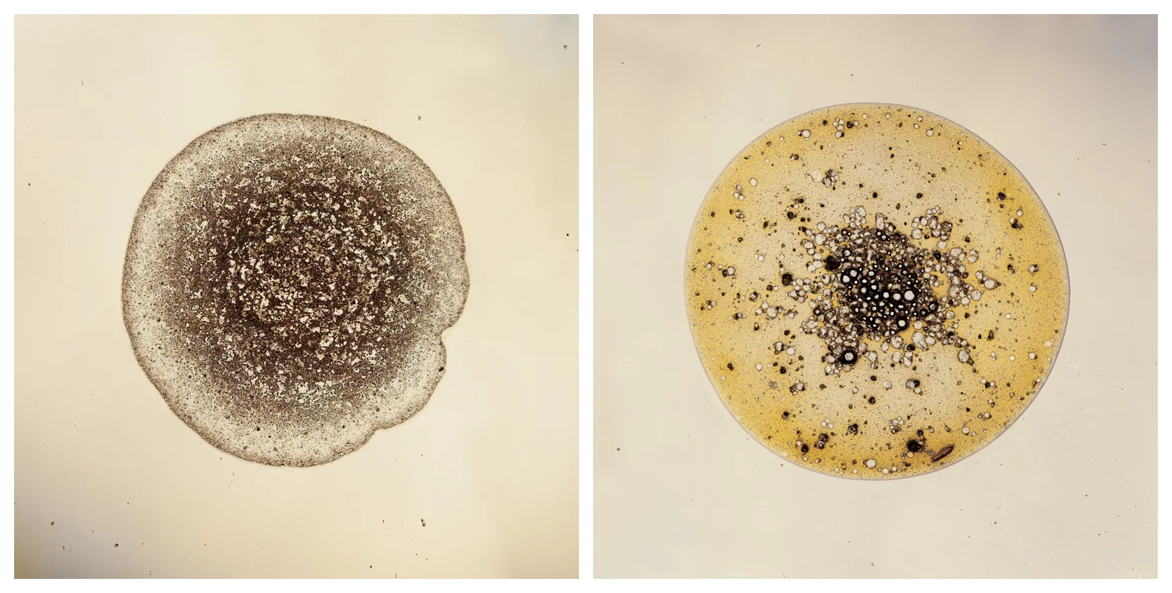 Diptych No. 2
