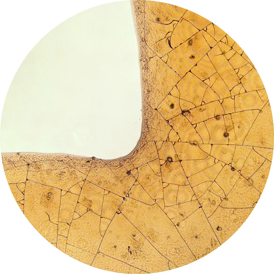 Beer Specimen