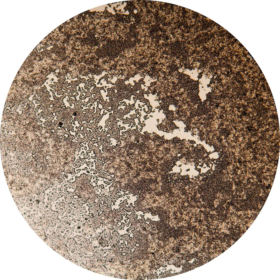 Beer Specimen