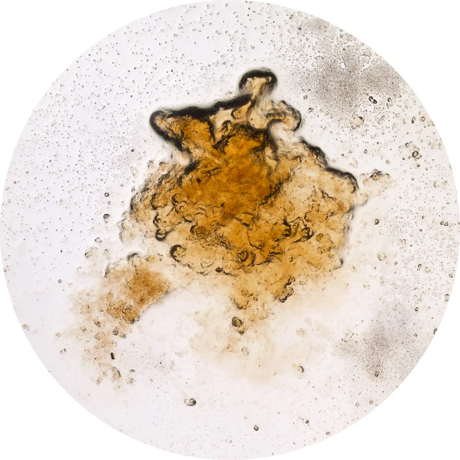 Beer Specimen