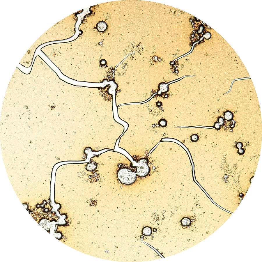 Coffee Specimen