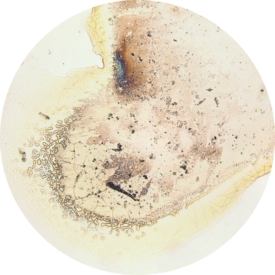 Tea Specimen