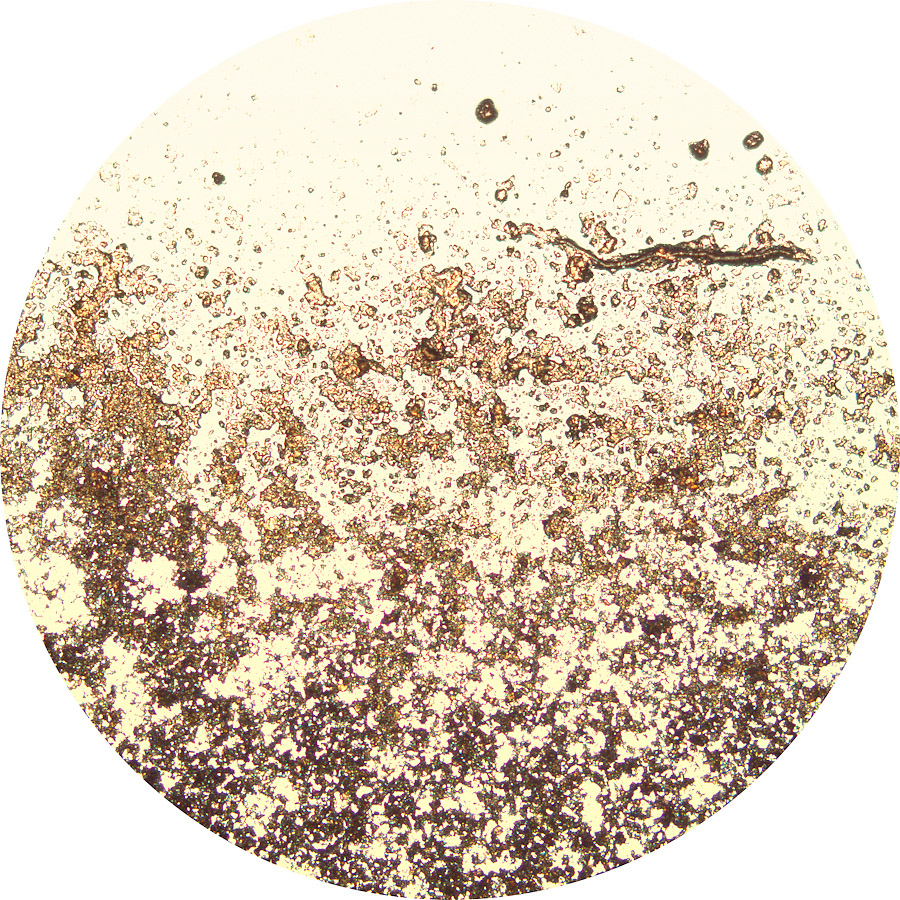 Coffee Specimen