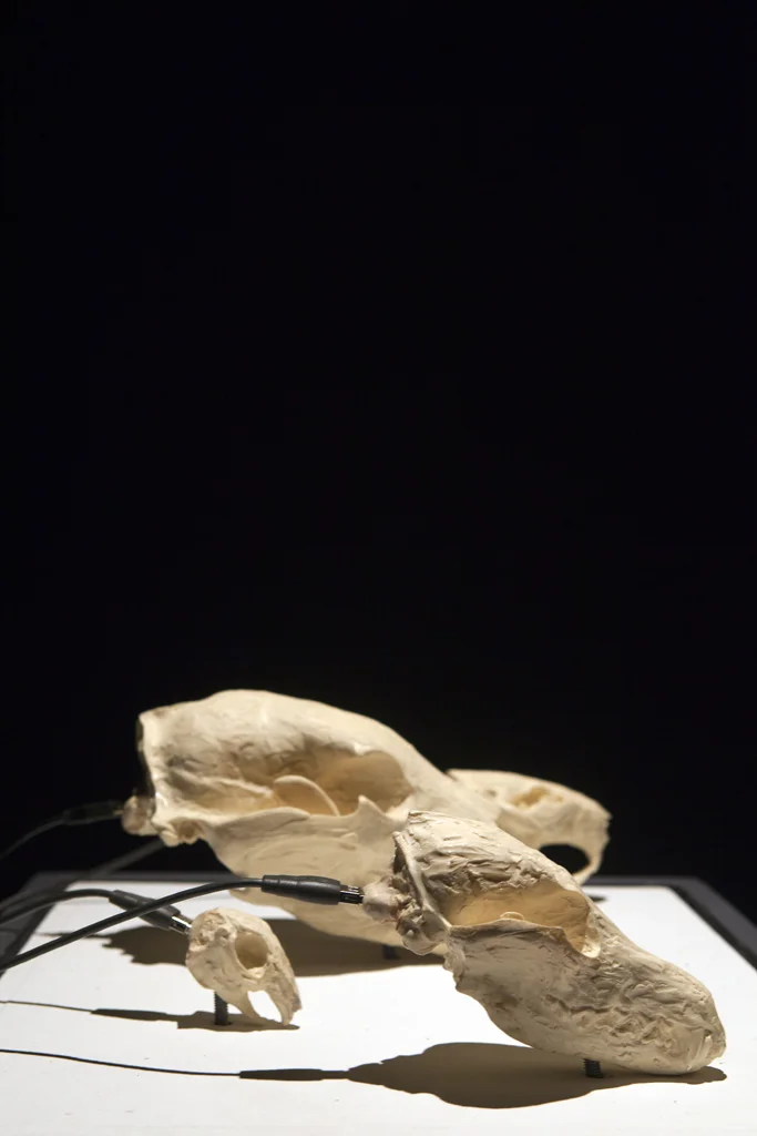 Skull Stories