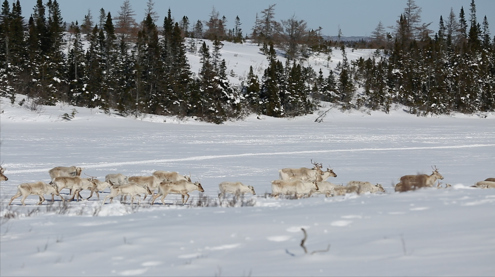 Herd of Caribou in the Area