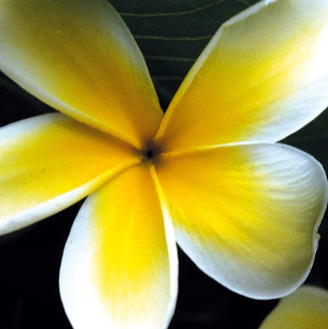 frangipani 2.jpg