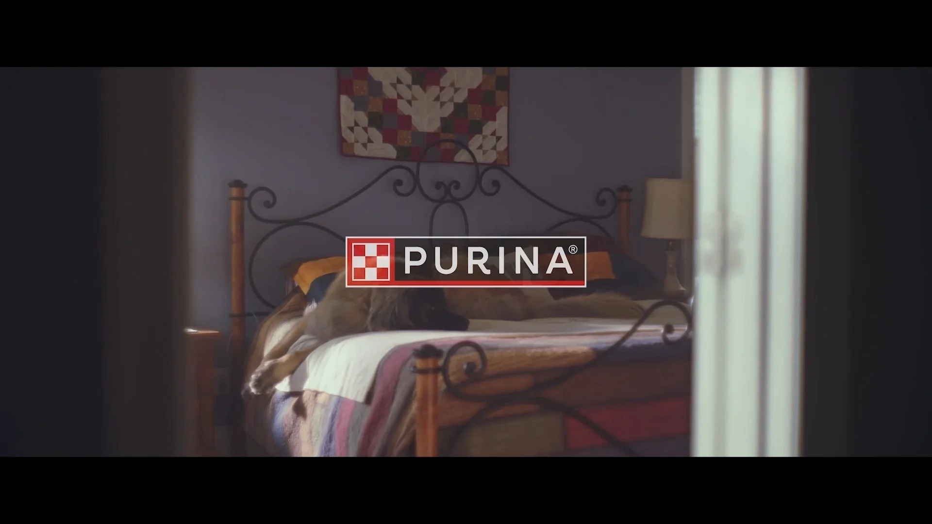 Purina Cares - Touch Therapy Dogs