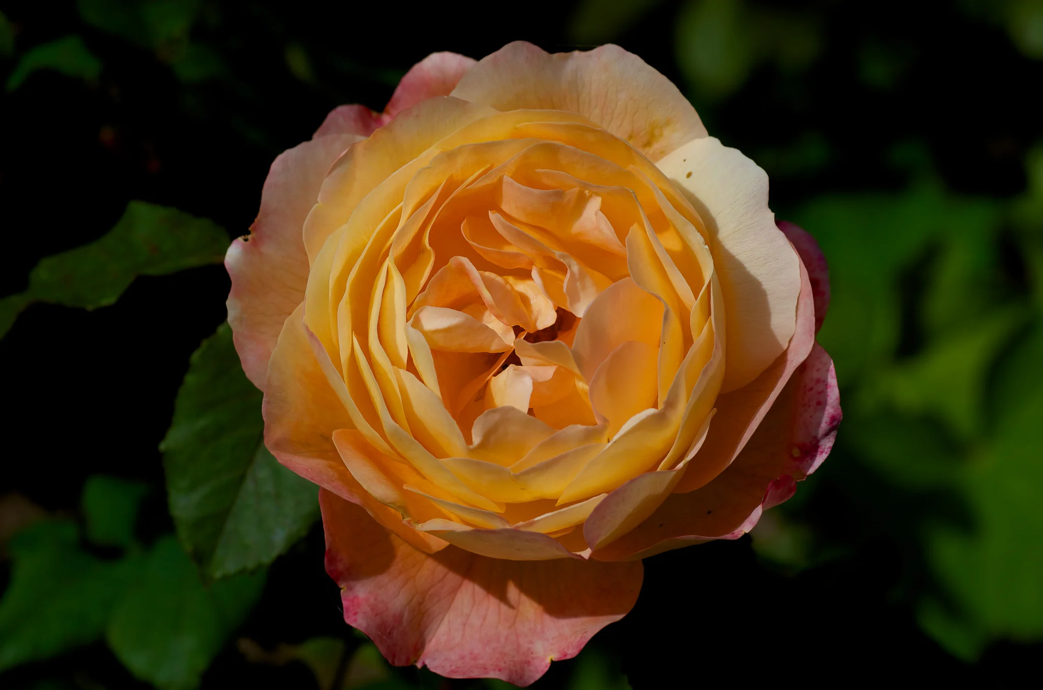 DSC_0665.jpg