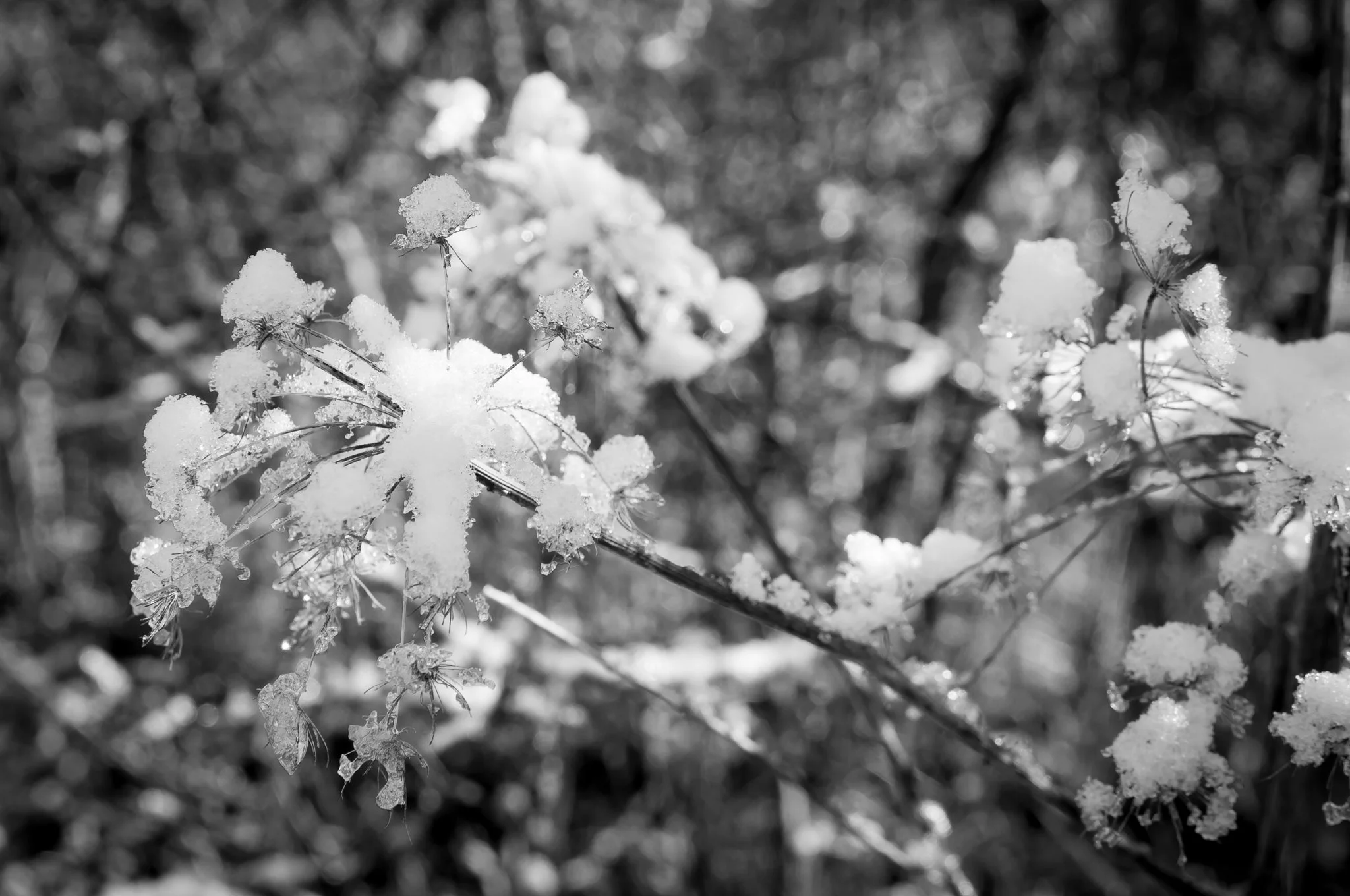 20130202-JensRohde-Utrup skov-11.jpg