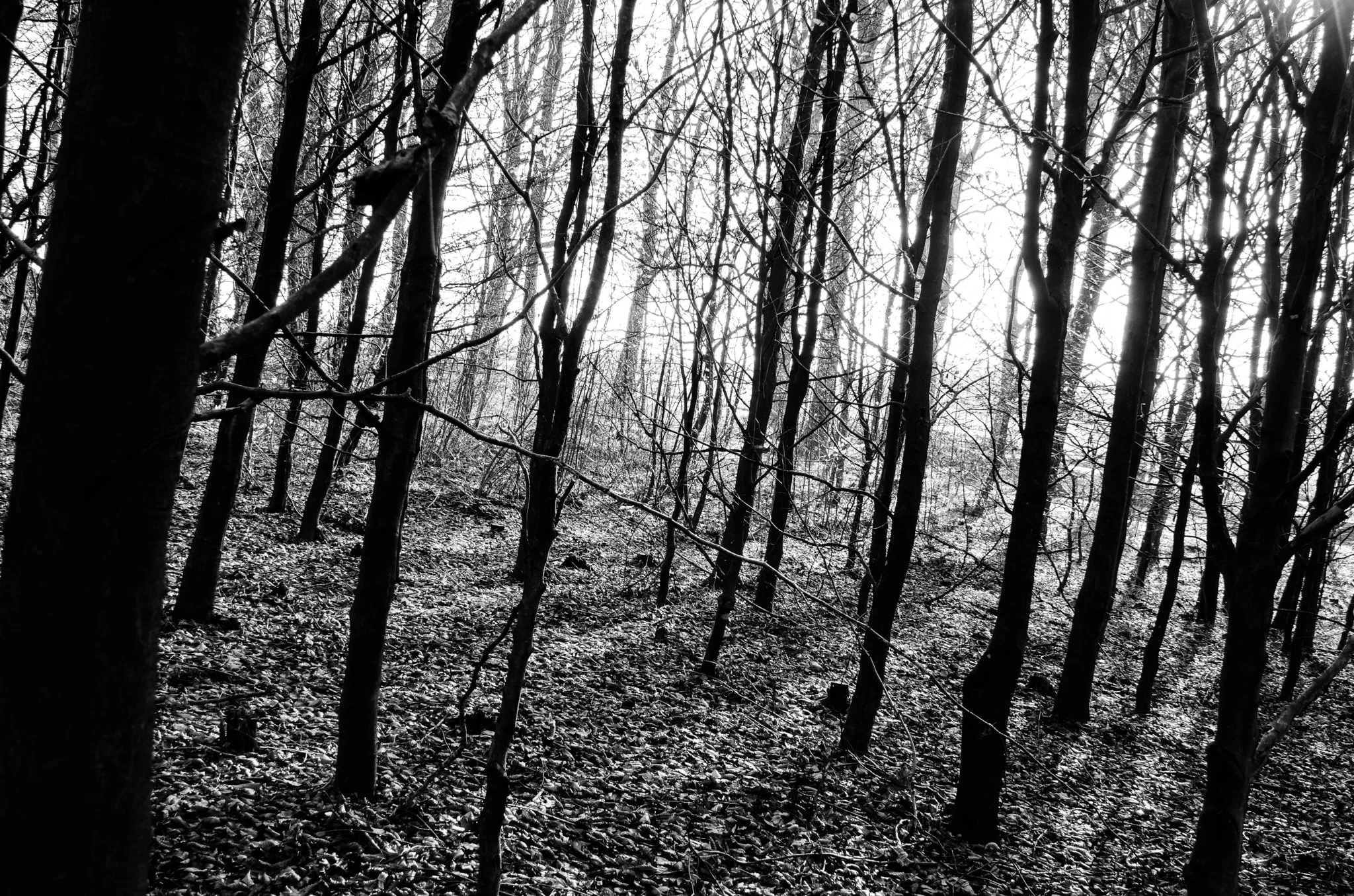 20131117-JensRohde-Efteraarslys-47.jpg
