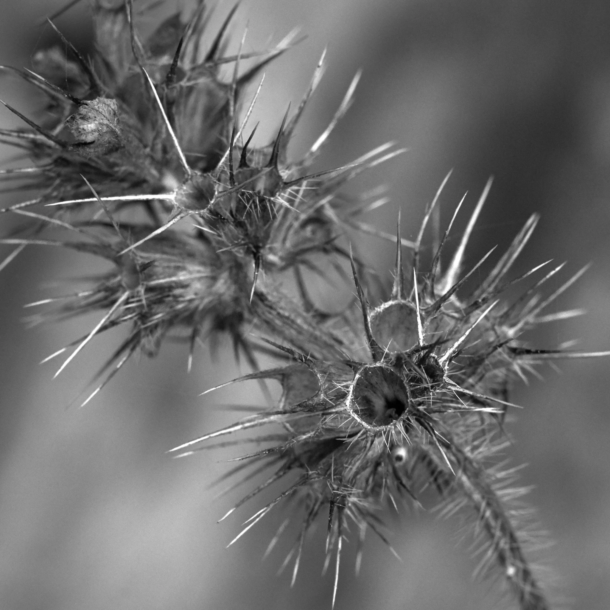 DSCF7893.jpg